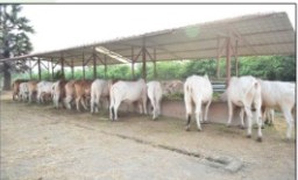गोशाळा