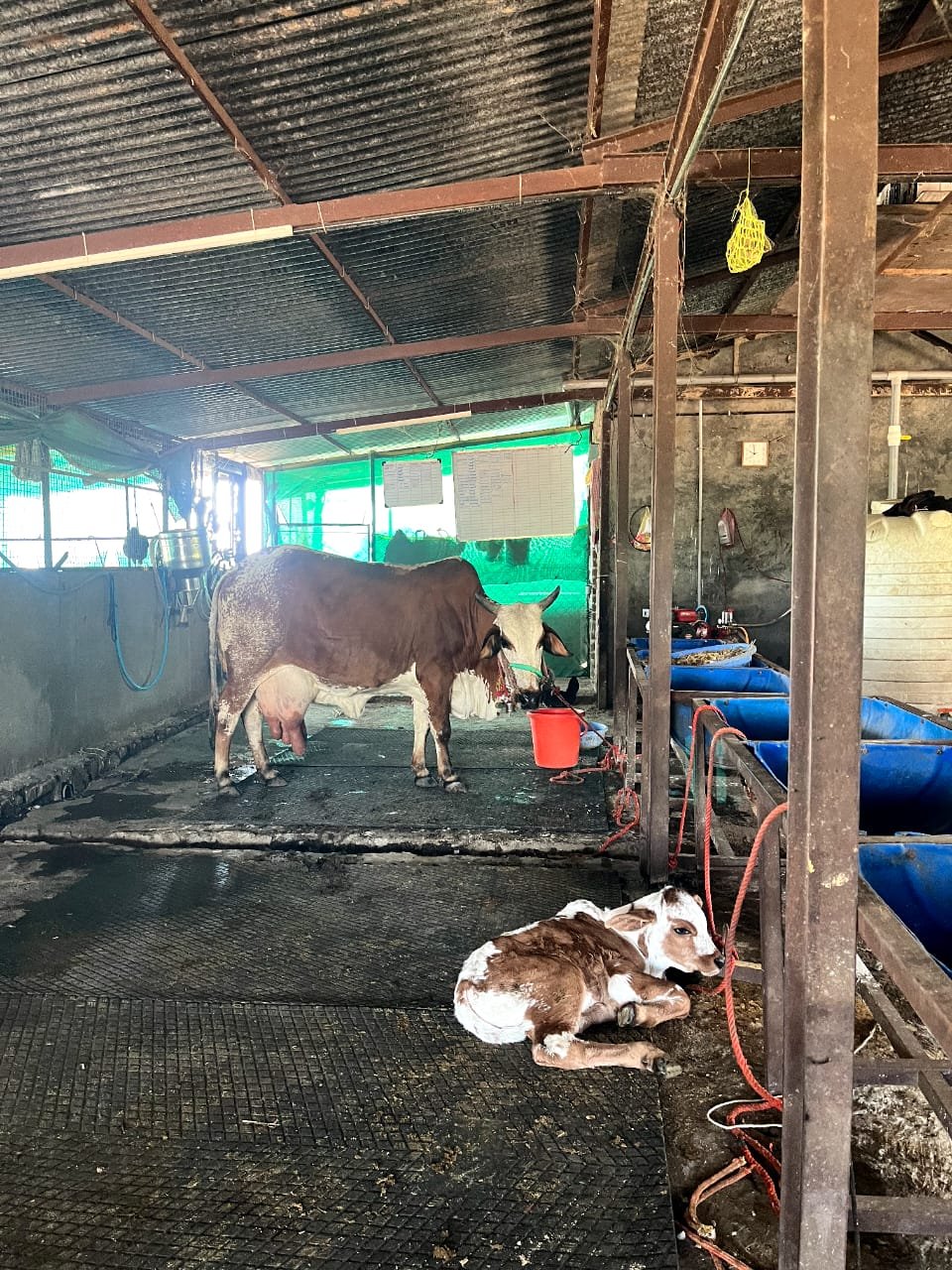 नवलेवाडी गोशाळेस कुबेर हेल्थ फाउंडेशनकडून साहित्य मदत