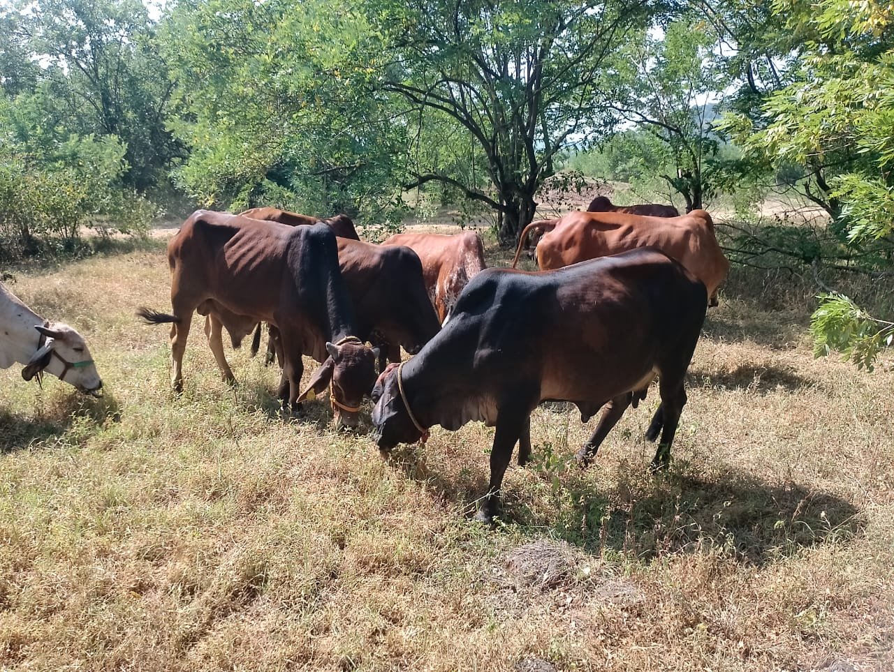 नवलेवाडी गोशाळेस कुबेर हेल्थ फाउंडेशनकडून साहित्य मदत