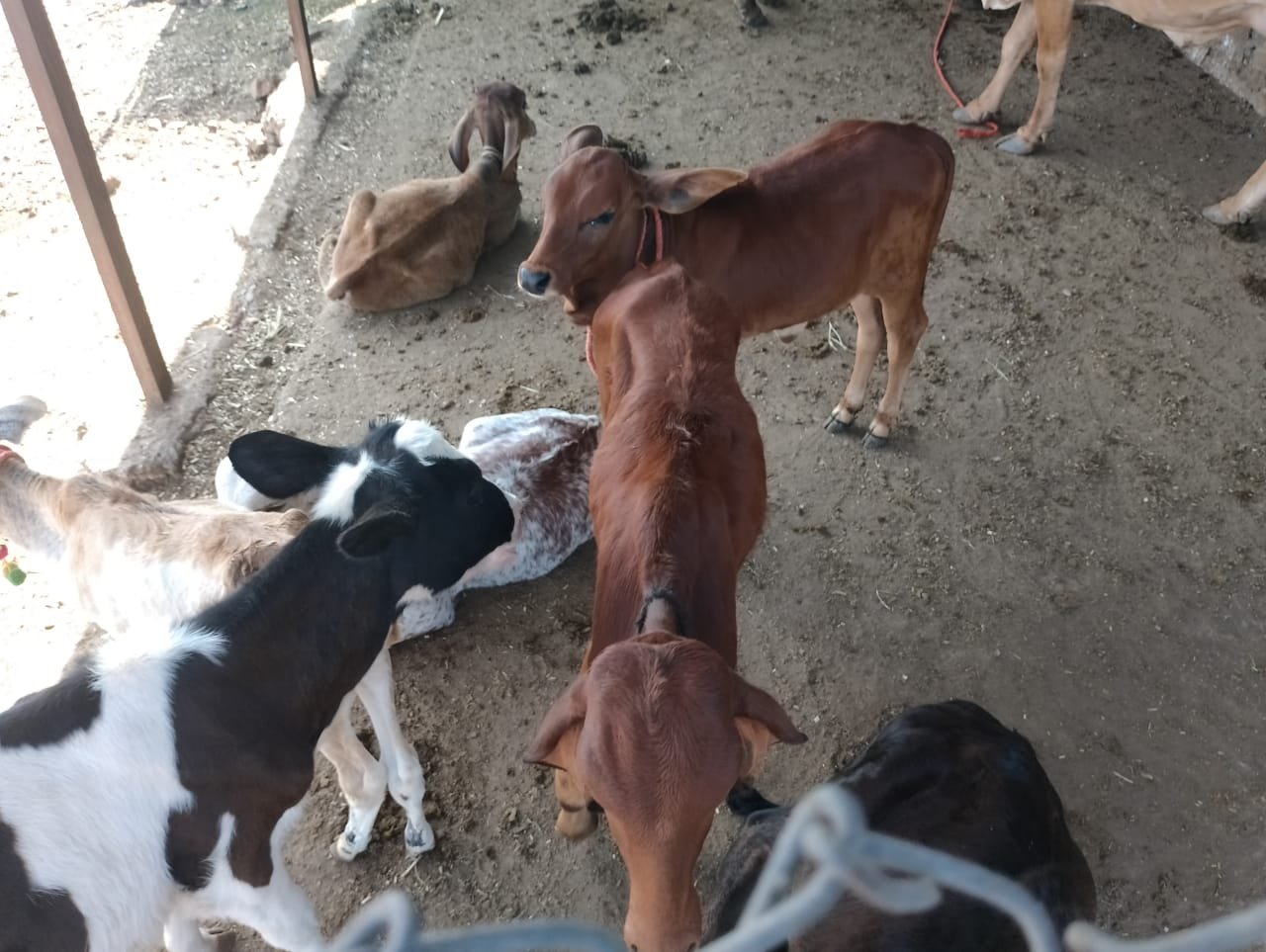 नवलेवाडी गोशाळेस कुबेर हेल्थ फाउंडेशनकडून साहित्य मदत
