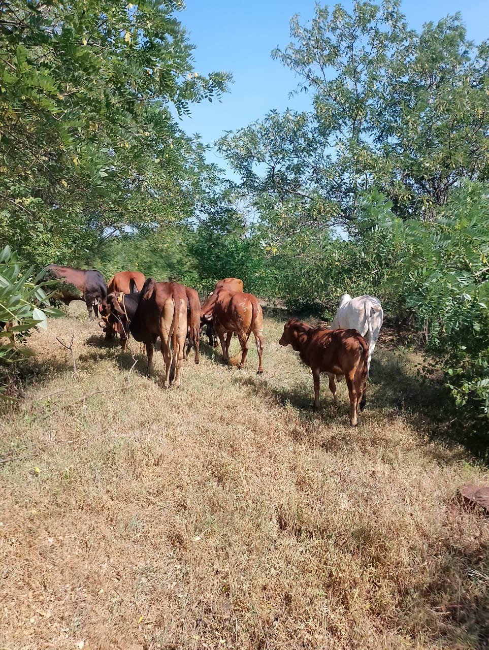 नवलेवाडी गोशाळेस कुबेर हेल्थ फाउंडेशनकडून साहित्य मदत
