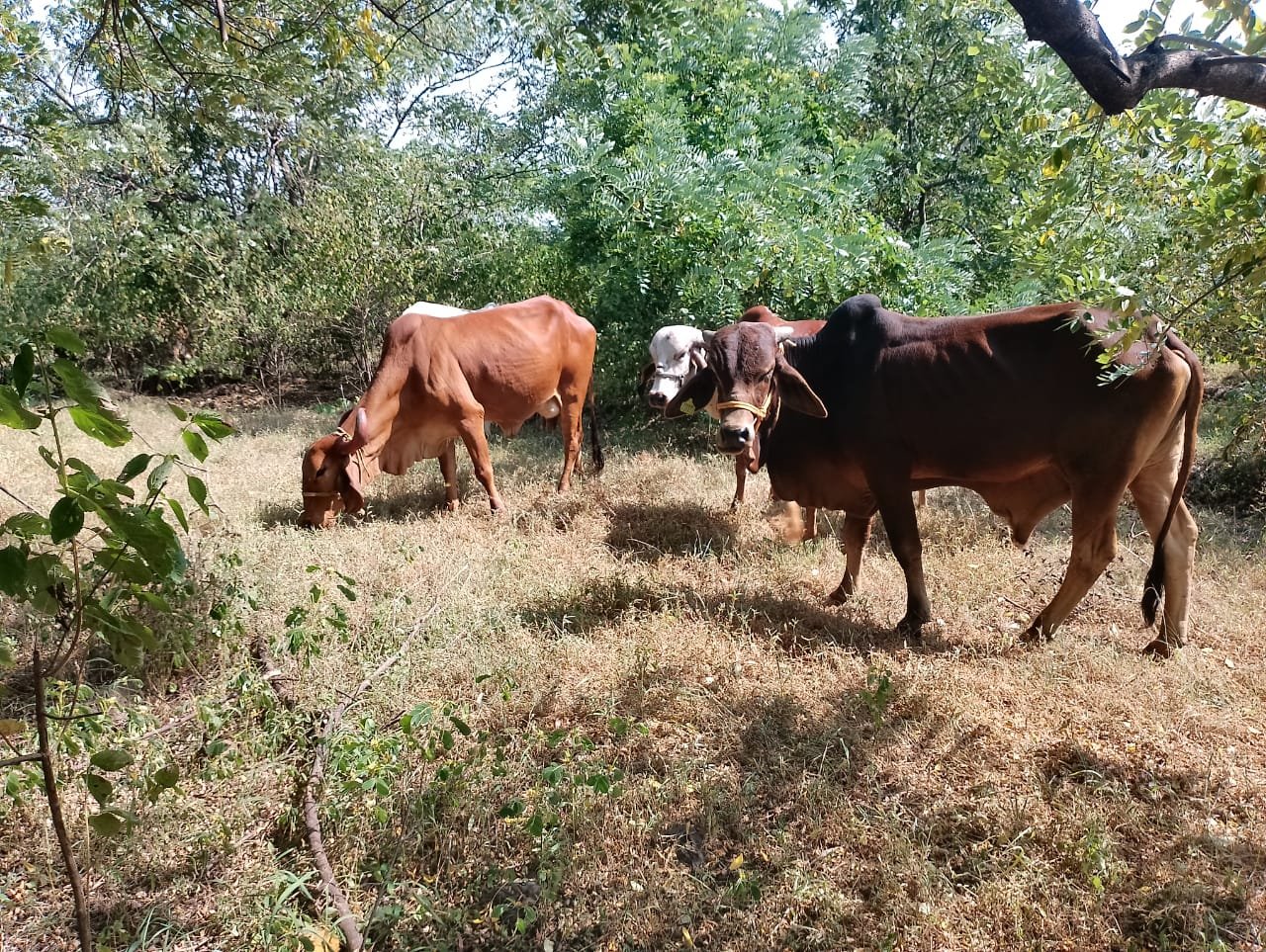 नवलेवाडी गोशाळेस कुबेर हेल्थ फाउंडेशनकडून साहित्य मदत