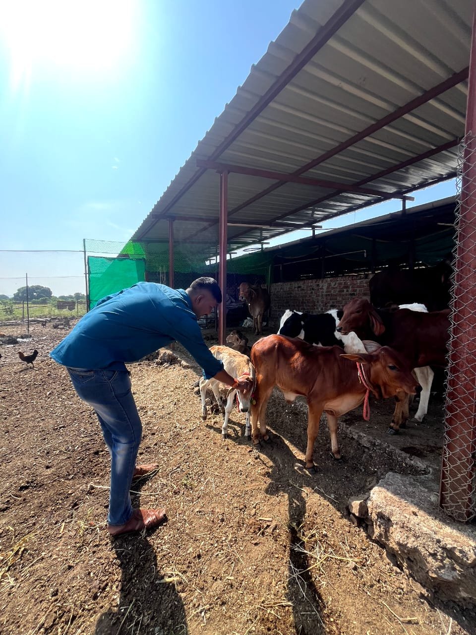 नवलेवाडी गोशाळेस कुबेर हेल्थ फाउंडेशनकडून साहित्य मदत