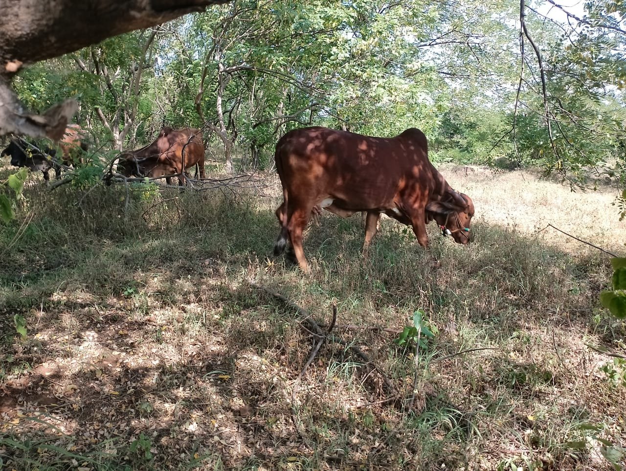 नवलेवाडी गोशाळेस कुबेर हेल्थ फाउंडेशनकडून साहित्य मदत